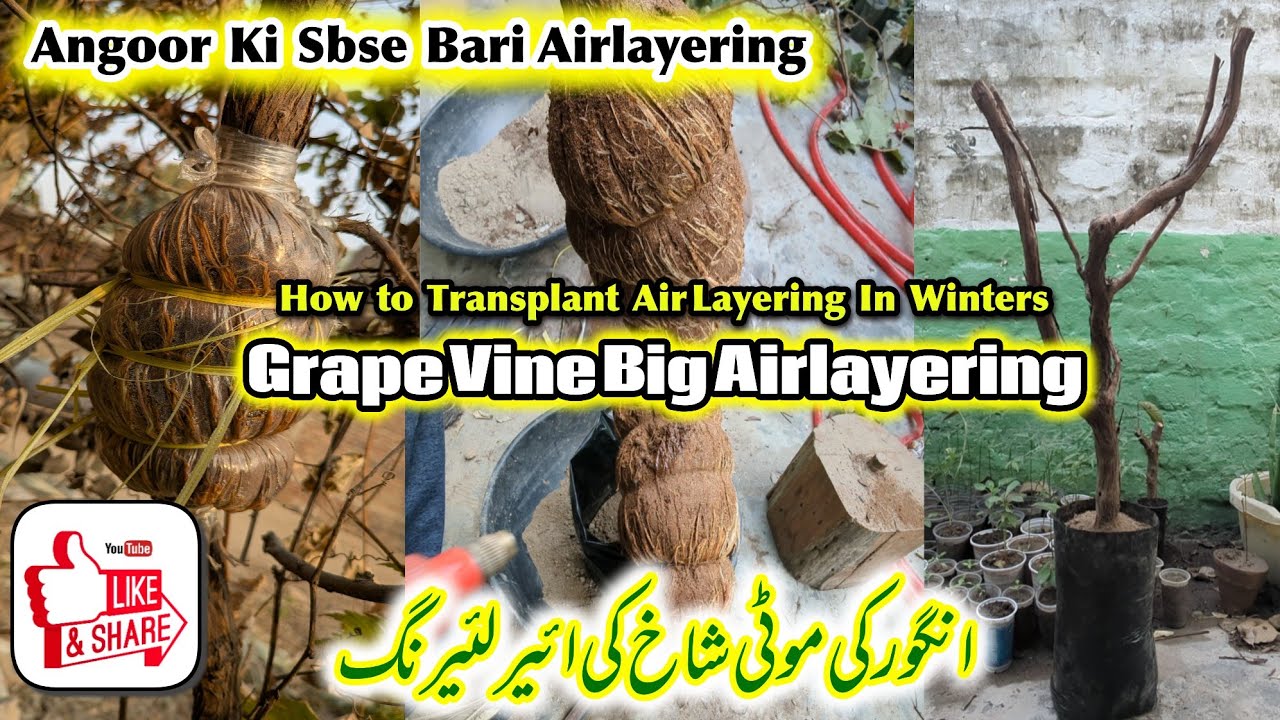 Grapes Vine Large Airlayering | Angoor Ki Moti Shakh  Air layering Bail Se Kat Kr Lagane Ka Tareeka 
