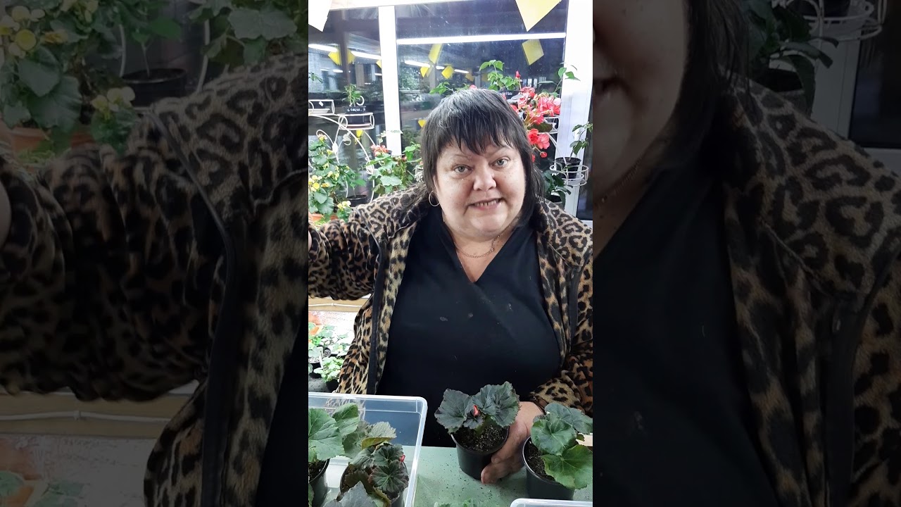 полив и подкормка бегоний