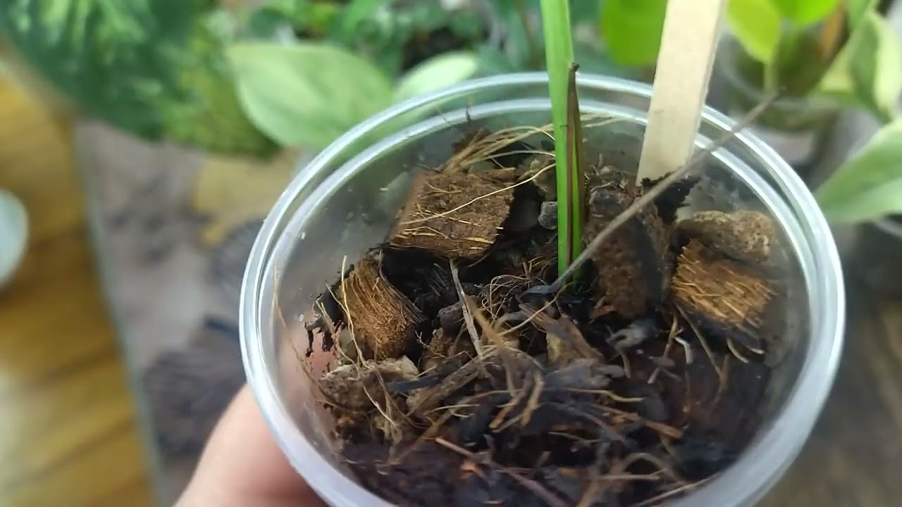 Мои цветочные новинки с выставки растений. 