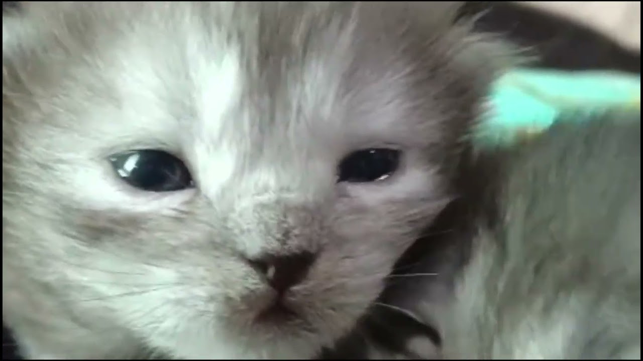 12 Days old Kittens Opened there Eyes looking soo adorable😺❤️🤩