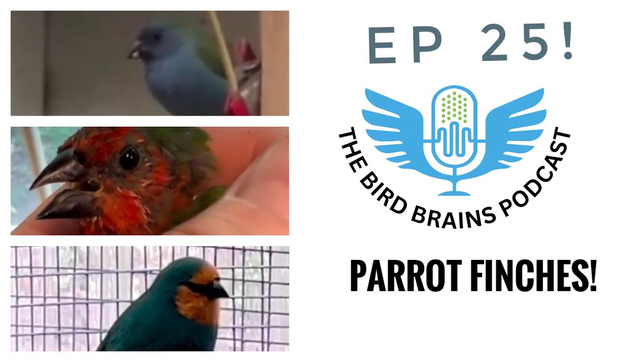 Parrot Finches! The Bird Brains Podcast Episode 25!