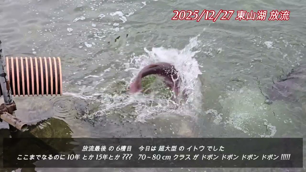 20251227 東山湖 放流（11時10分）大物 イトウ