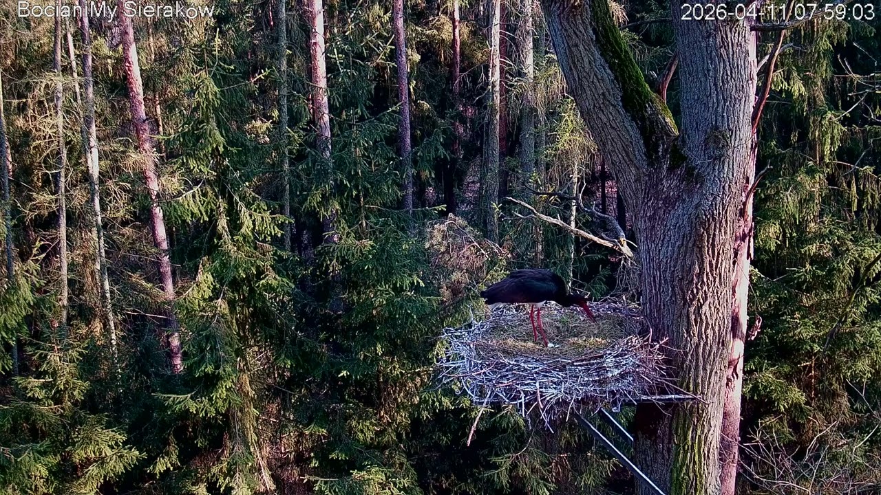 2 jajo u bocian&oacute;w w Sierakowie / 2nd egg at the storks in Sierak&oacute;w