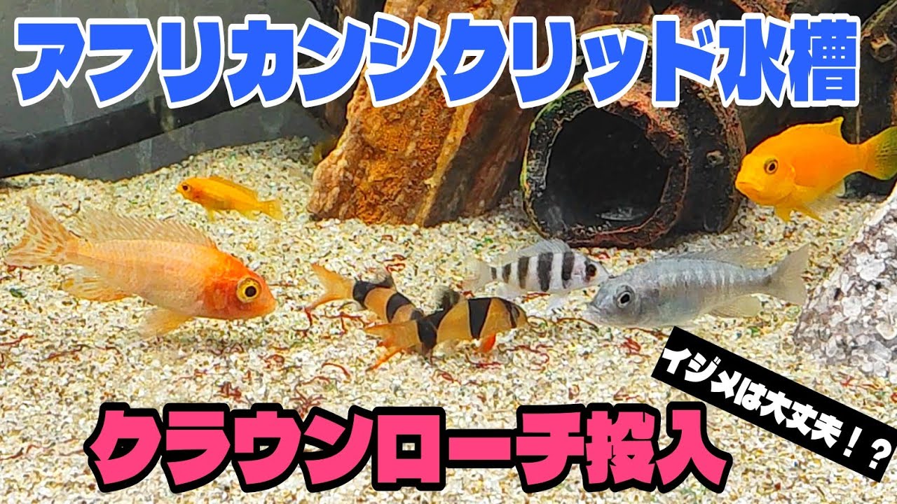 アフリカン水槽にクラウンローチ投入！イジメは大丈夫！？
