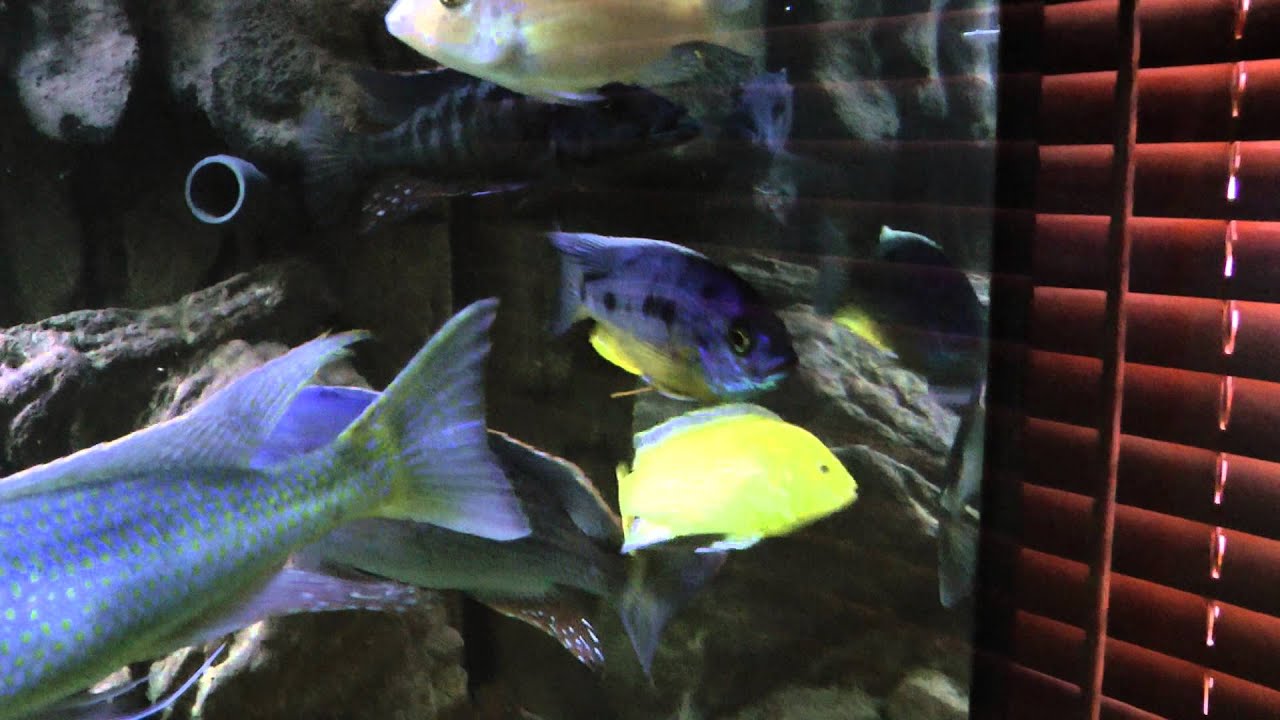 Malawi Predator Tank Update - Shot in Full HD