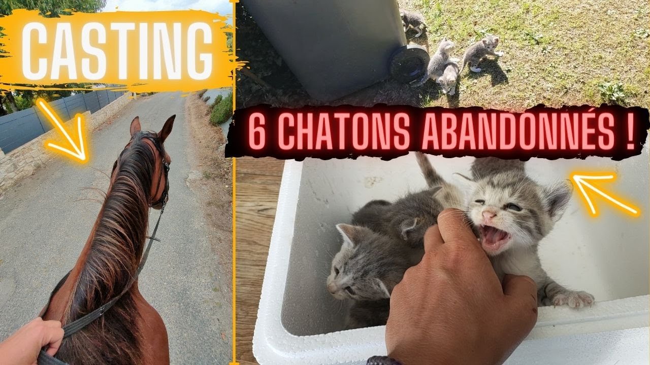 JE TROUVE DES CHATONS ABANDONNÉS! 😱😱