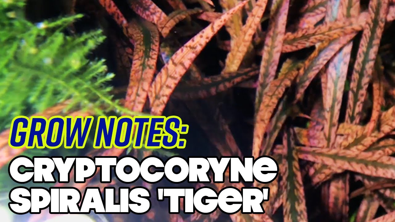 Cryptocoryne Spiralis 'Tiger' - Grow Notes - 4 Gallon Nano High Tech Planted Tank