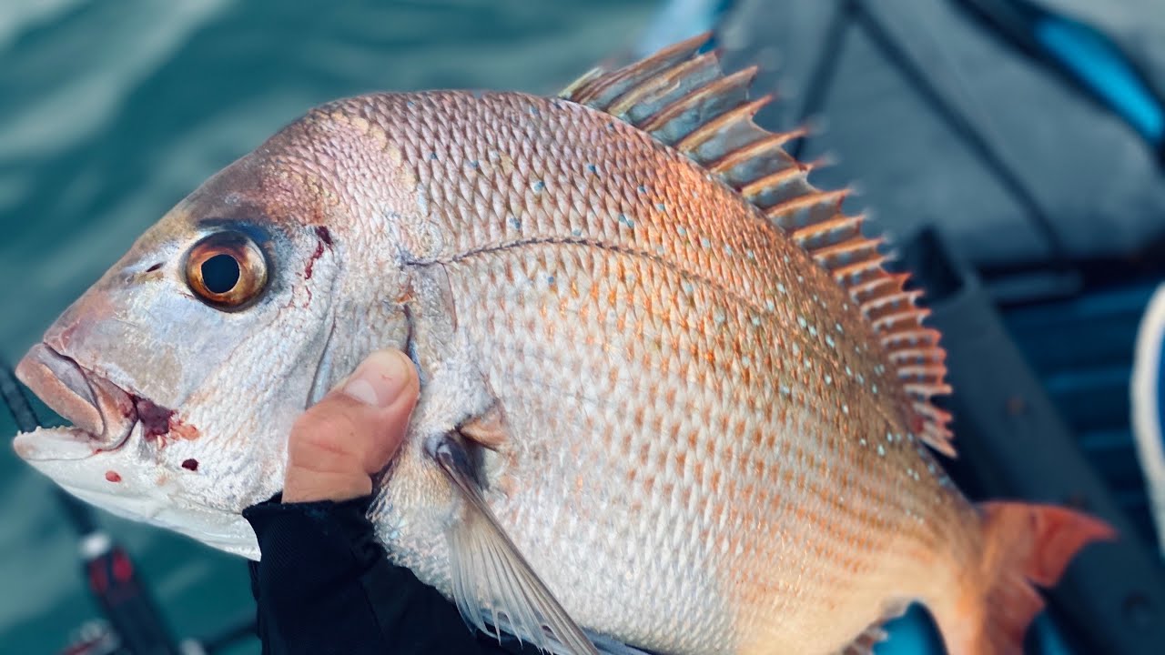 Redcliffe Snapper - Kayak Fishing