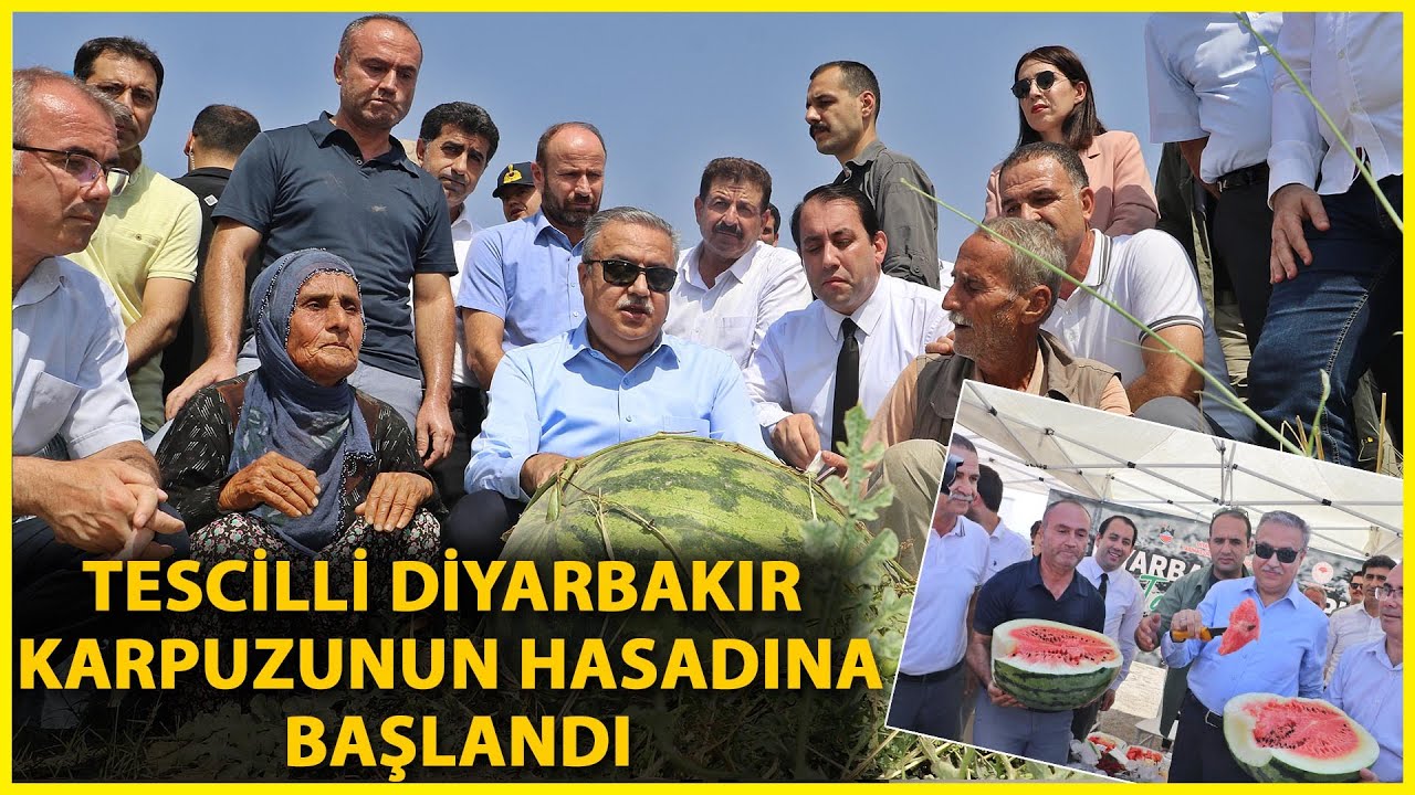 Tescilli Diyarbakır Karpuzunun Hasadına Başlandı