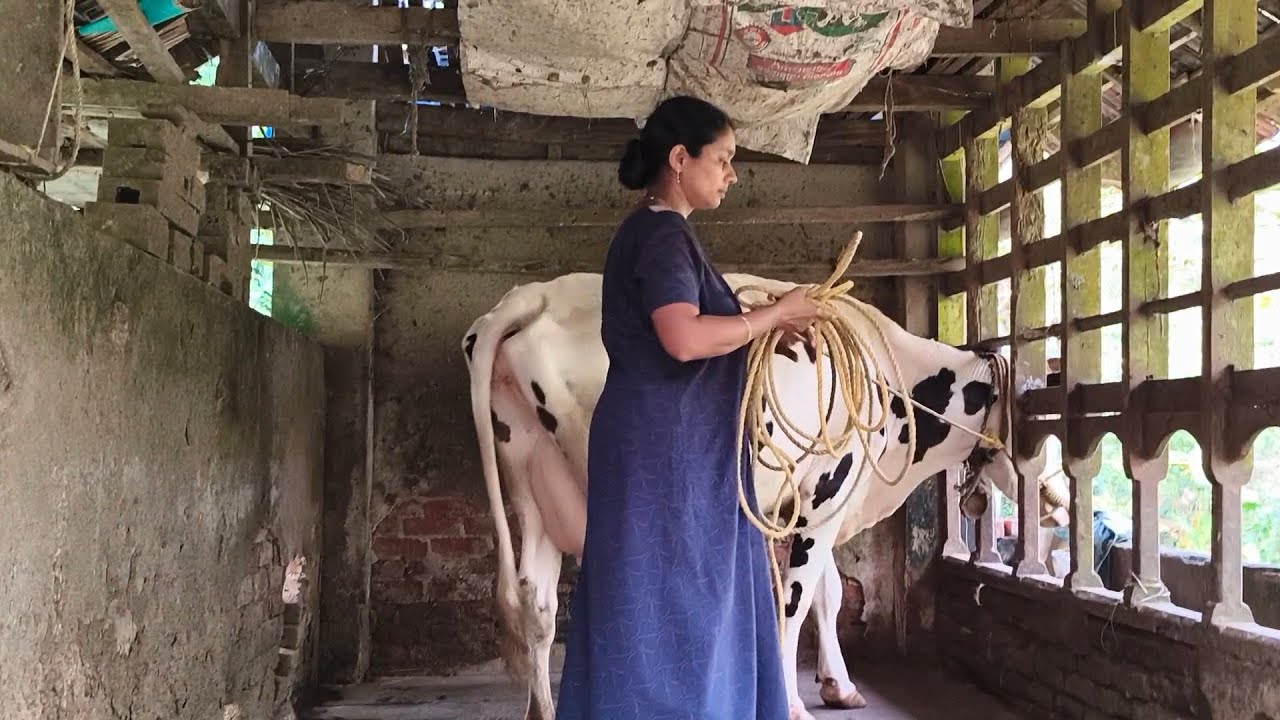 കൈ കൊണ്ട് പശുവിനെ കറവ ചെയ്യുന്നത് കാണാം|Hand milking the cow|🐄🐄🥰🤗