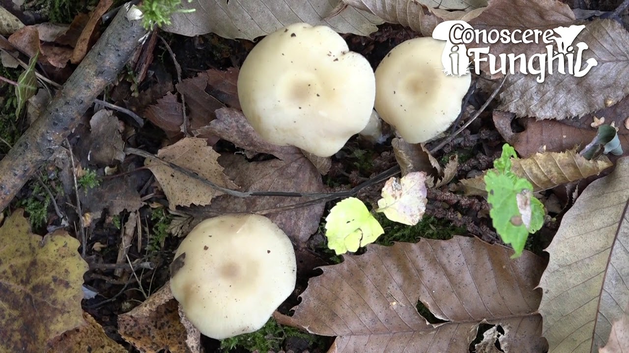 Conoscere i Funghi: Lyophyllum daonense [ COMMESTIBILE ]