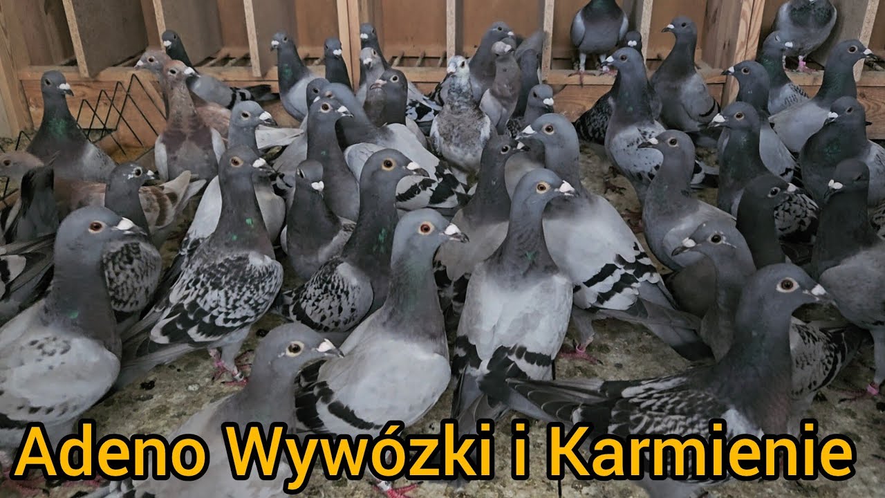 PIERWSZE KOTY ZA PŁOTY😁✅️ WYWÓZKI, KARMIENIE I ADENO🔥Gołębie Pocztowe 2025