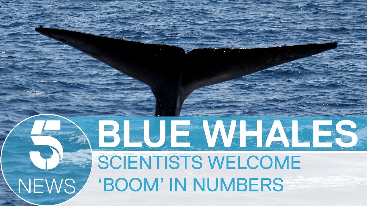 Blue whale numbers on the rise, say scientists | 5 News