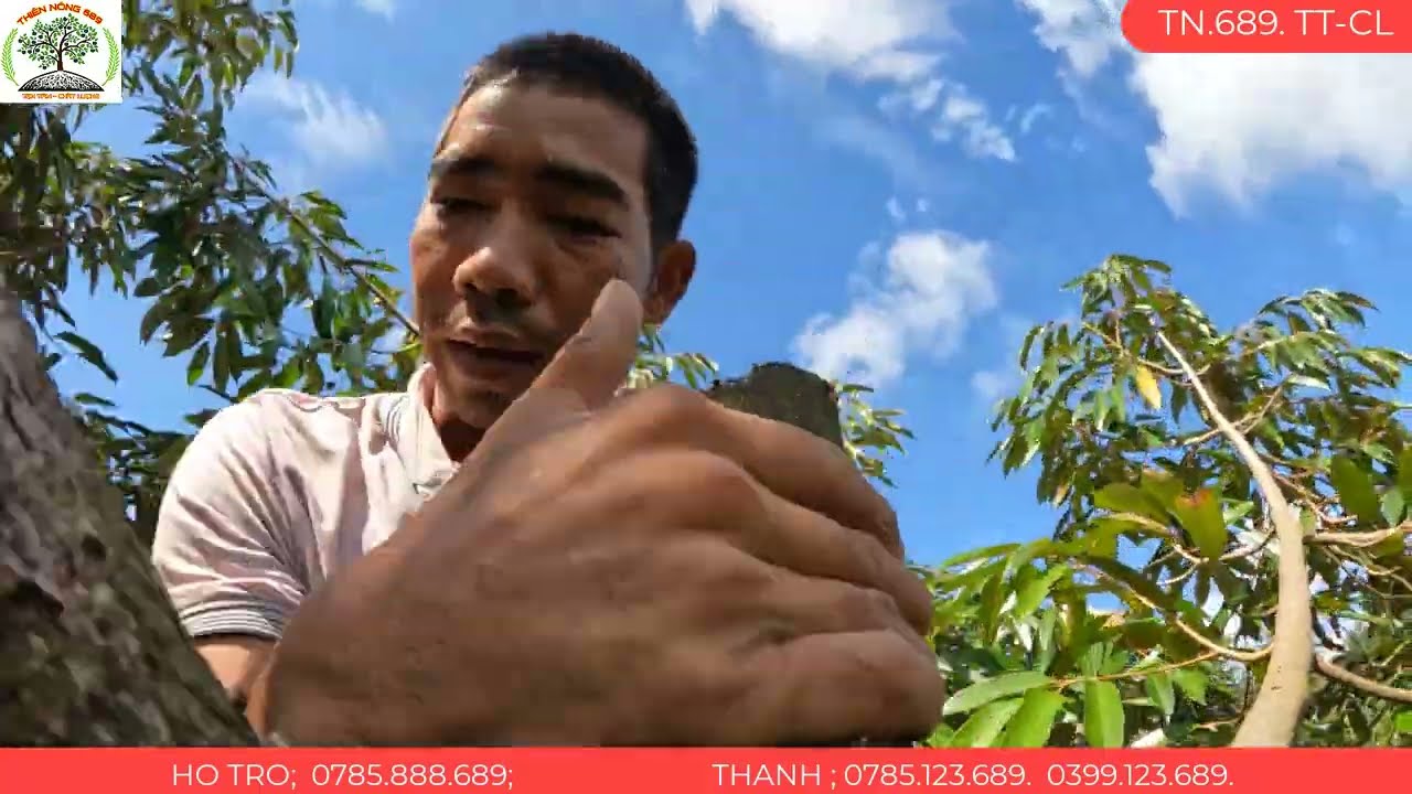 CẮT NGỌN SẦU RIÊNG CẦN LƯU Ý