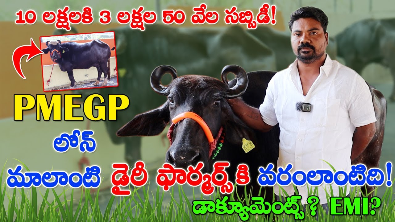 బన్నీ జాతి గేదెలు అమ్మకానికి కలవు | PMEGP లోన్ వరం | 35%సబ్సిడీ |నిన్నలోడ్ దిగిన బన్నీ గేదెలు|CBNews