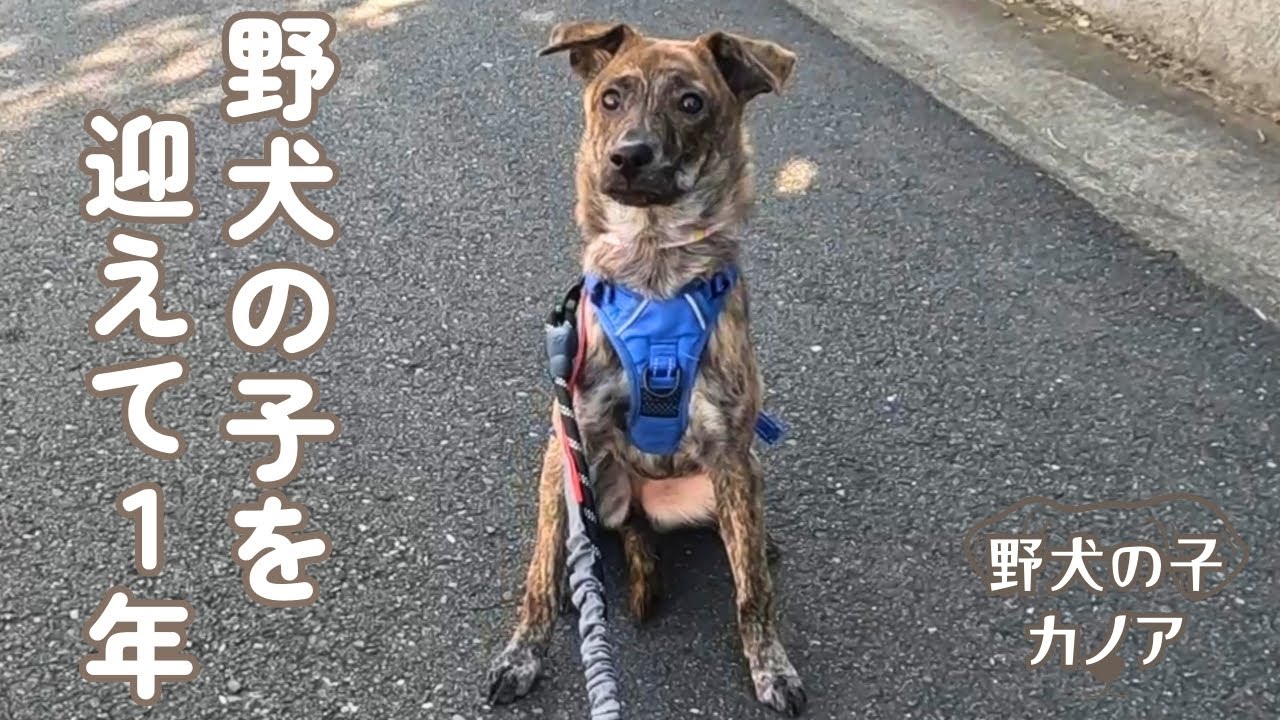 野犬の子を迎えて1年が経ちました･･･ #元野犬 #元保護犬 #野犬の子 #保護犬