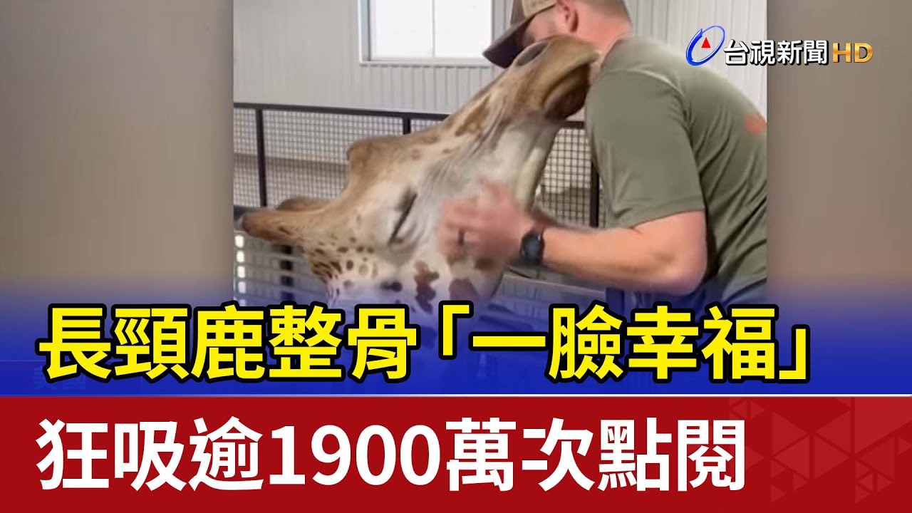 長頸鹿整骨「一臉幸福」 狂吸逾1900萬次點閱