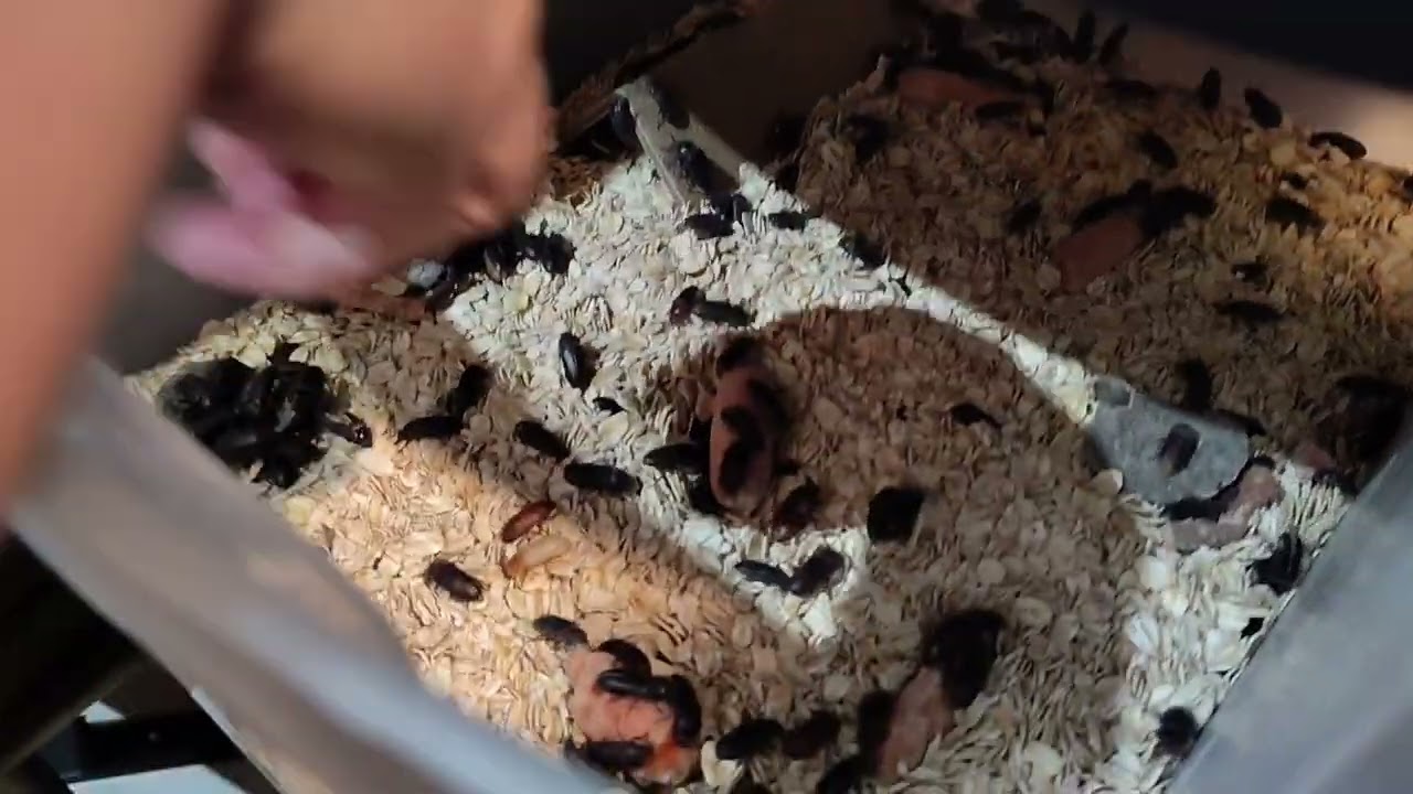 Mealworm and super worm 🪱 farm. Fresh feed. #freshfood #mealwormfarm #superworm #farming 