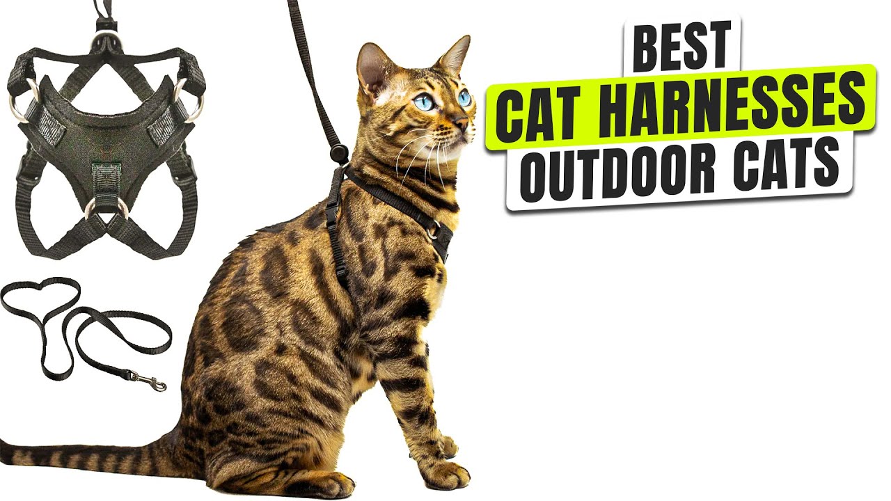3 BEST Cat Harnesses and Leashes for Outdoor Cats