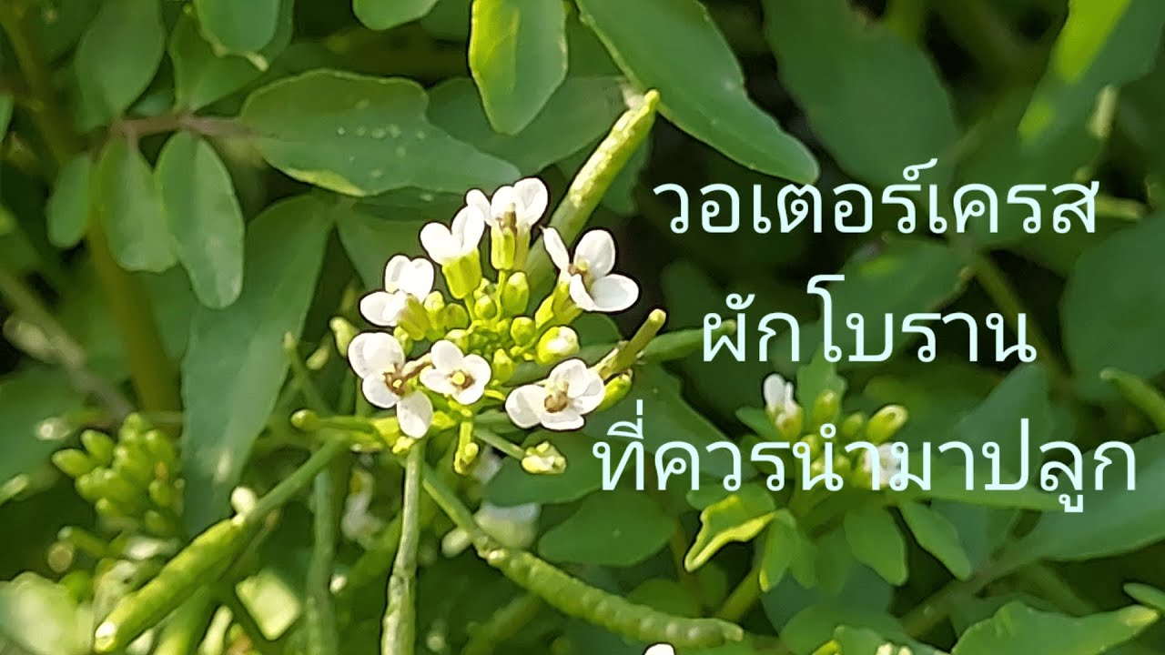 วอเตอร์เครสผักโบรานที่ควรนำมาปลูก