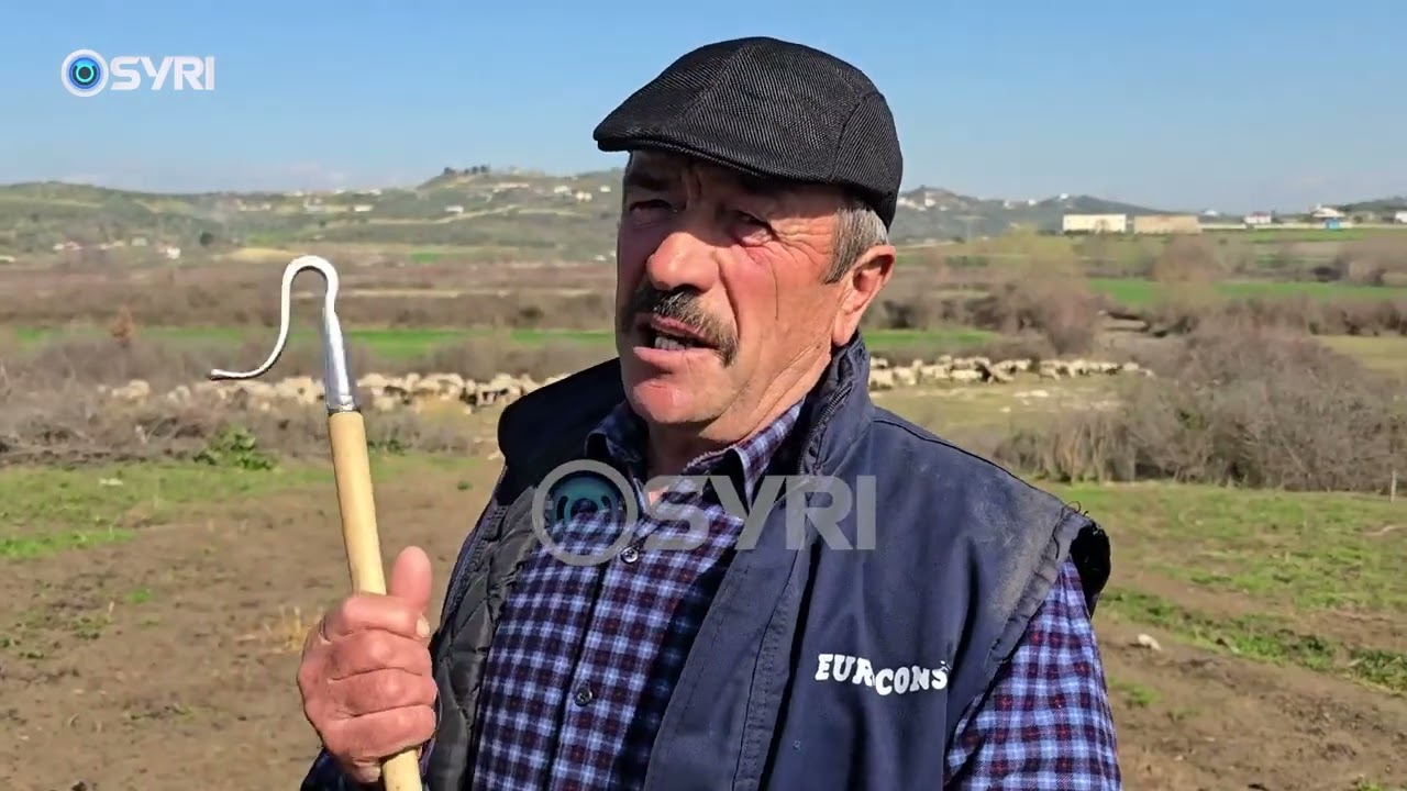 Historia e veçantë e bariut nga Skrapari, bariu dimëron tufën e deleve në Myzeqe