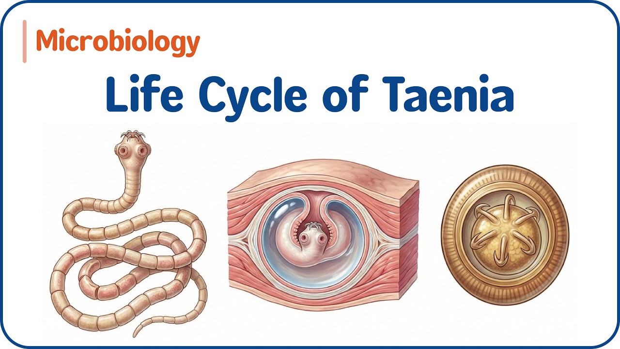 12. Жизненный цикл Taenia 🪱🧬 Taenia solium и Taenia saginata для USMLE и NEET-PG.