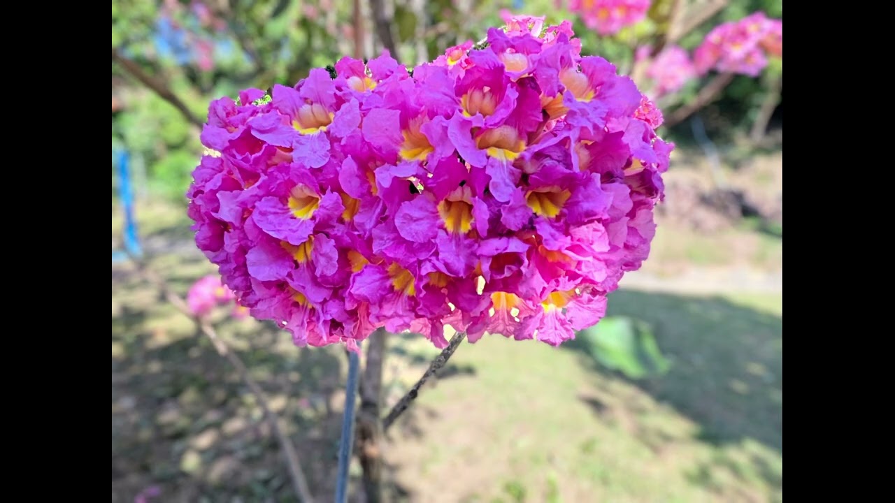 冬日風情 九芎湖陳家農場
