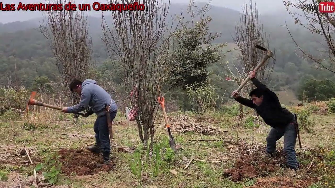 Así fuimos a trabajar en la casita de campo para que mi mama siembre su cebollines y ajo