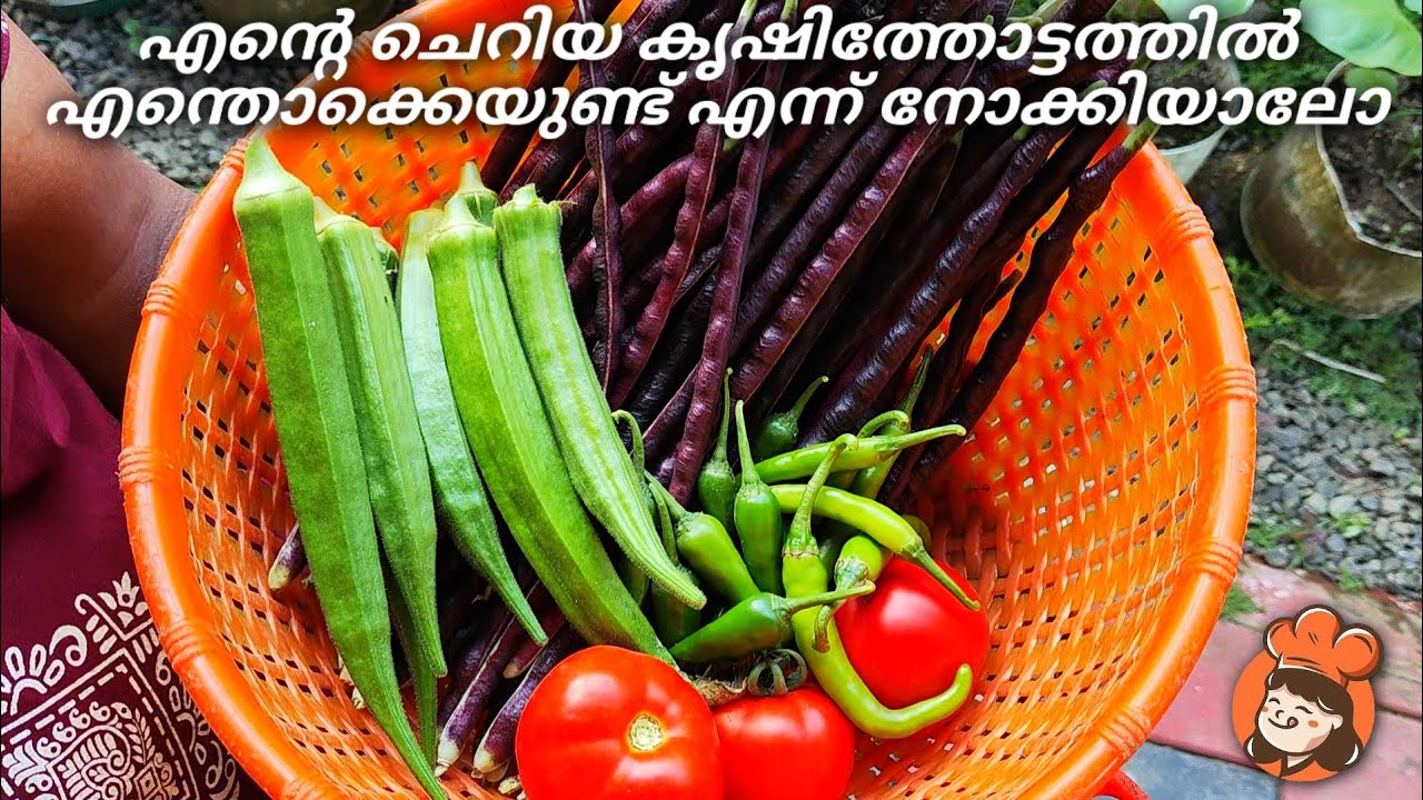എന്റെ ചെറിയ കൃഷിത്തോട്ടത്തിൽ എന്തൊക്കെയുണ്ട് എന്ന് നോക്കിയാലോ🌱