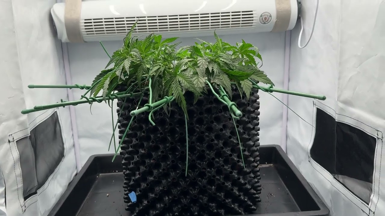 Sacred Soil - Soma Seeds - Amnesia Haze Auto