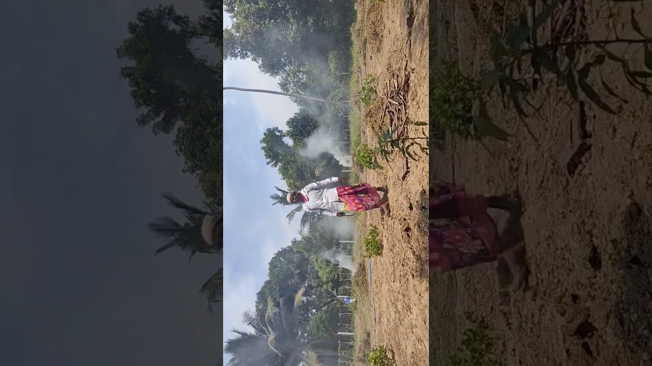 Preparation Land Before Black gram Cultivation 