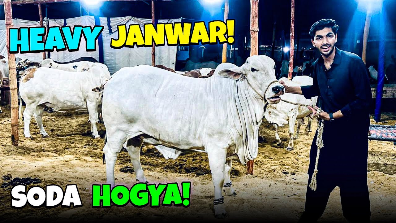 Alhamdulillah Soda Ho Gaya 😍🐂 Janwar boht Khoobsurat mil gaya kitne ka liya ?