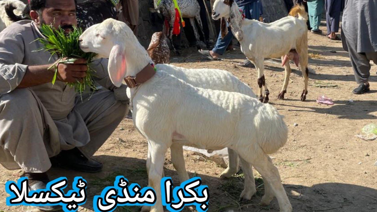 Bakra Mandi Taxila Main Aj aya bahtreen Mall