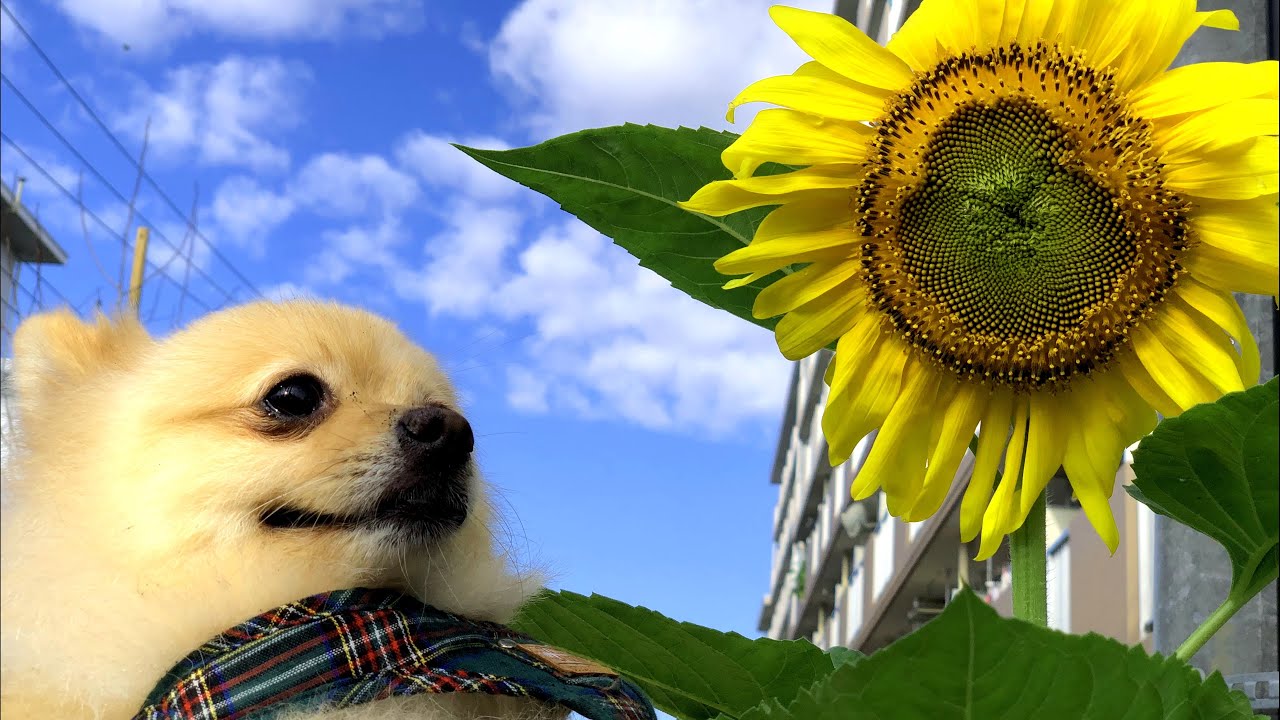 【総集編】チャンネル2周年ありがとうございます！！！