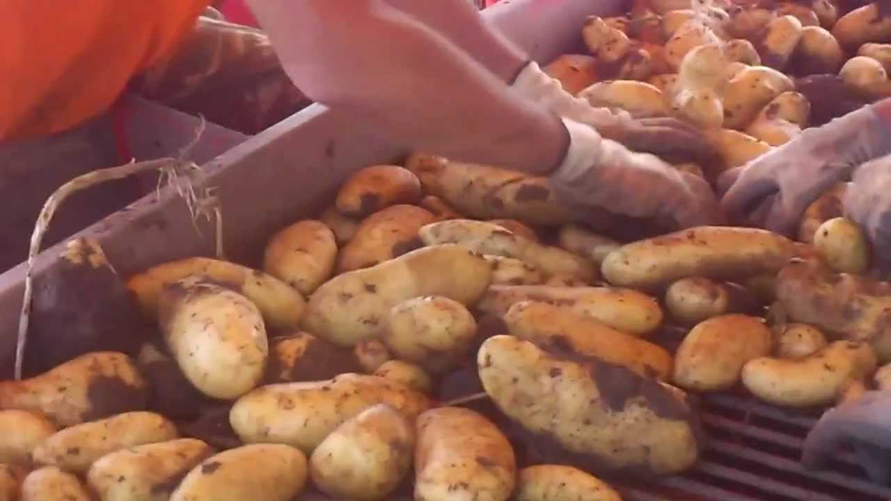 Eksagwgh patatas - Maurodentri 2012