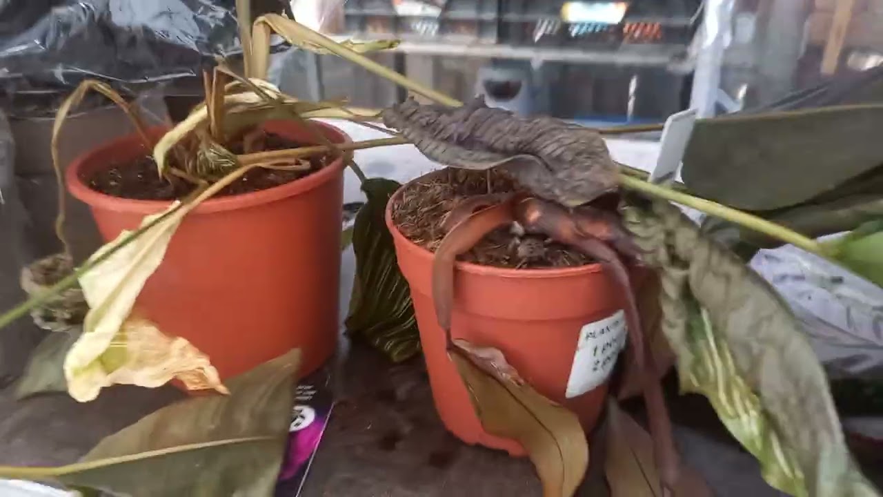 Спасение растений #plants #растения #цветы #сад #garden #reptiles #спасениерастений