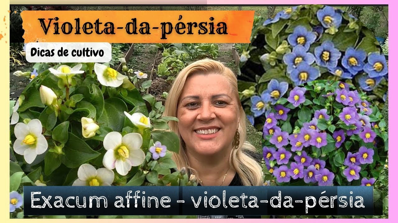 Exacum affine - violeta-da-pérsia  vem conhecer essa planta linda e cheirosa #violetadapersia