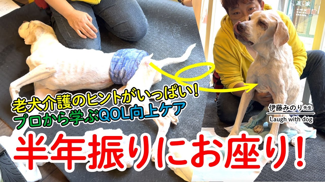 【老犬介護】寝たきりわんこの老犬介護のヒントがいっぱい！半年振りにお座りできたよ！#老犬介護 #シニア犬 #老犬