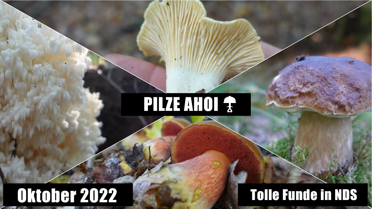 Tolle Funde in Niedersachsen - Pilze 2022