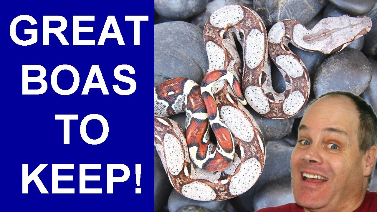 7 Most Underrated Pet Boas