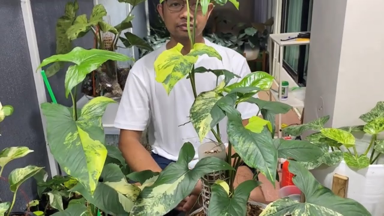 วิธีตัดชำเงินไหลมาด่างเหลือง อย่างละเอียด Syngonium Aurea Propagation | Plant With Me