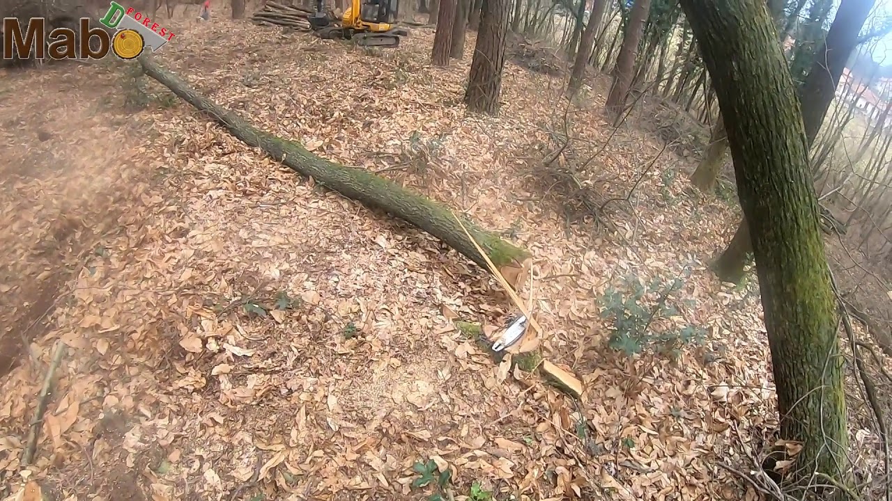 Abbattimento con double fail (Stihl 362, Stihl 461)