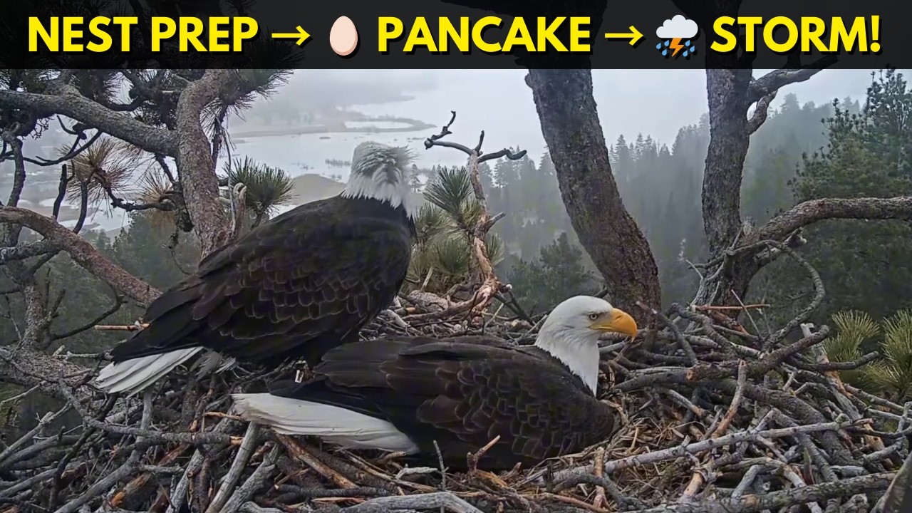 Storm Coming! ⛈️ Jackie & Shadow Prepare Nest - Jackie Pancakes Before Harsh Weather!