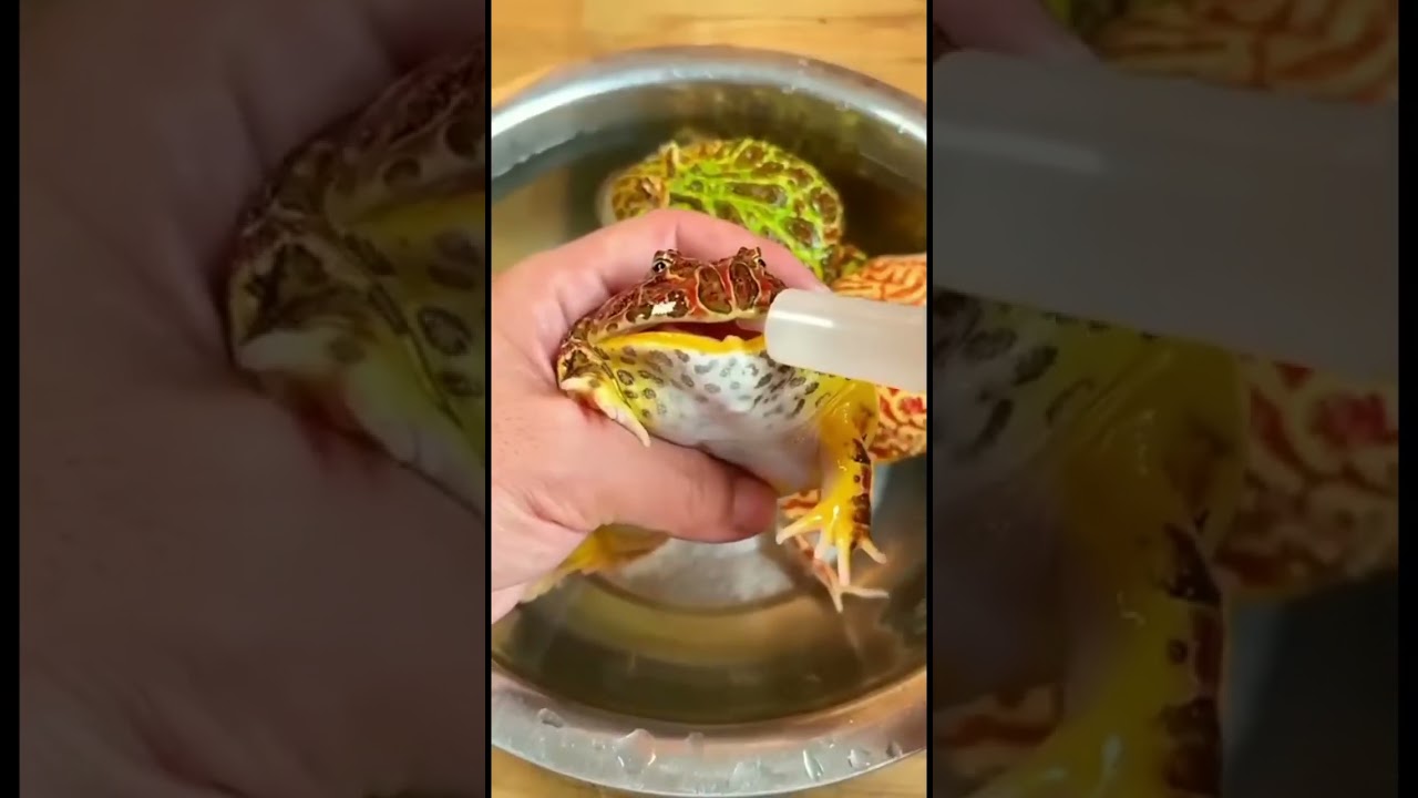 Amazing balloons #naturelovers #naturesounds #frog #viralshorts #world #birdsong #global #love