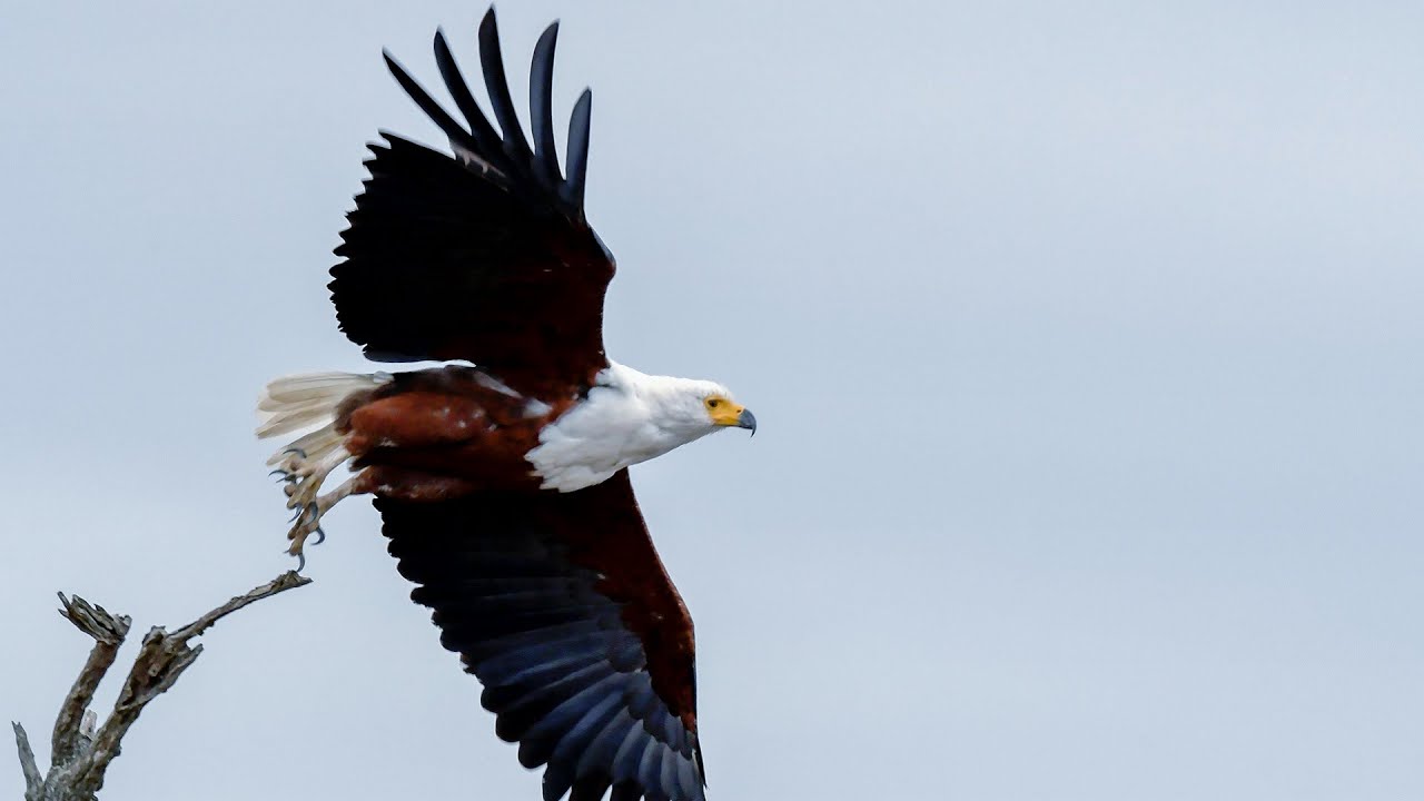 The Beauty of Kenya's Avian Wonders - with Jontas Travellers