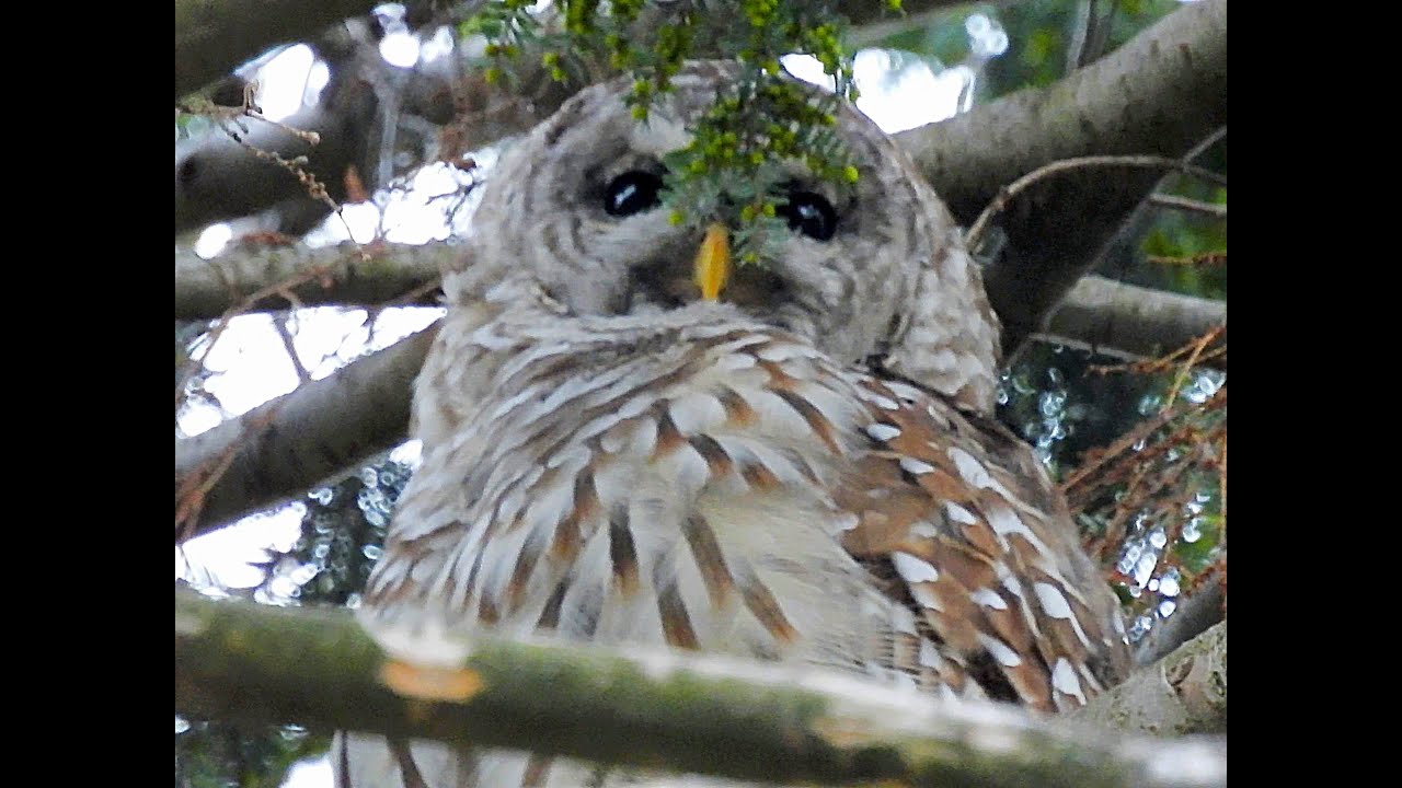Lovely Central Park Barred Owl Barry Waking Up and Preparing for Night in Ramble at spring dusk
