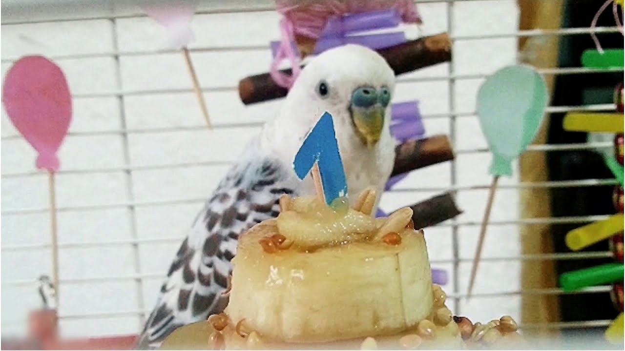 Life of Denny the Budgie 🕊