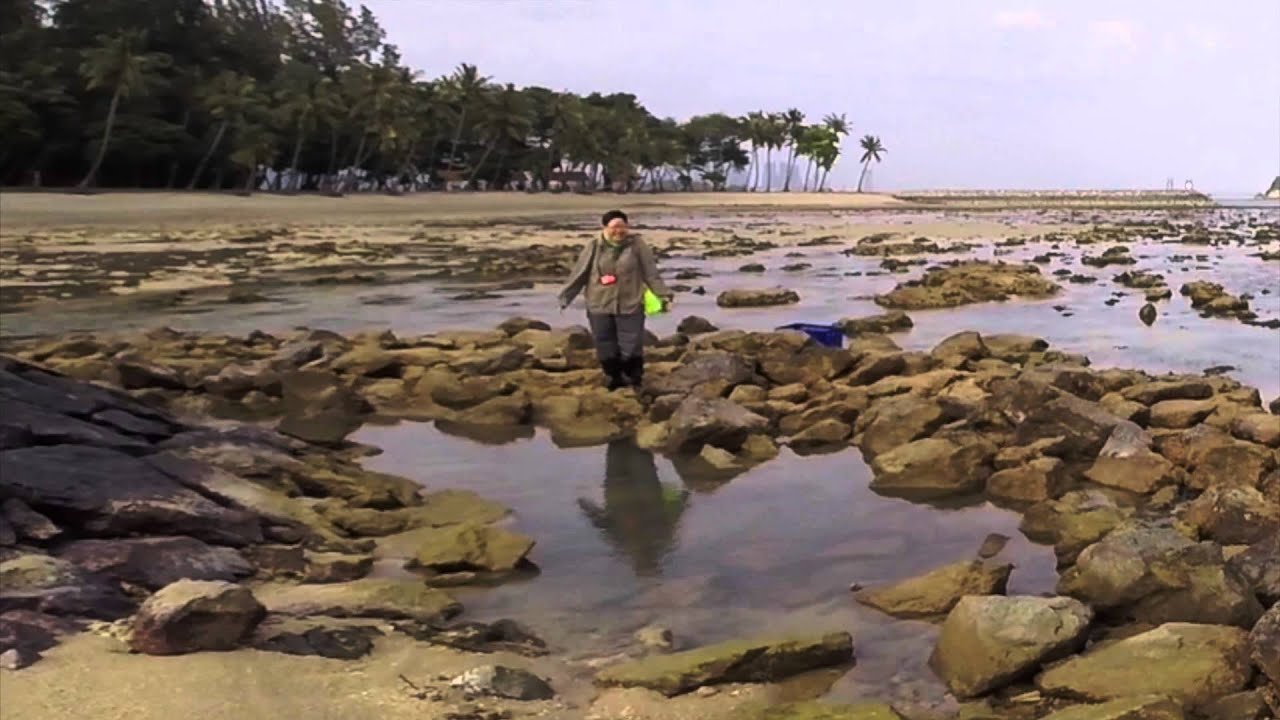 Singapore Reefs: Life on the Intertidal Zone of the Sisters' Islands Marine Park