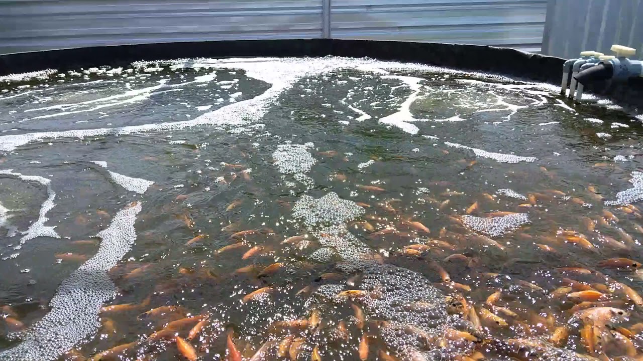 budi daya ikan nila dengan teknik bioflok