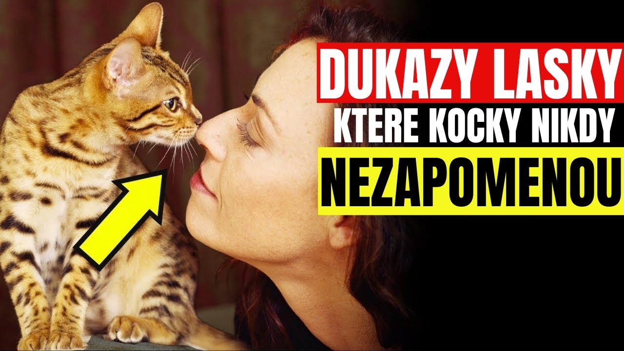 Toto je 7 důkazů lásky, které od tebe tvá kočka očekává (dáváš jí je?).
